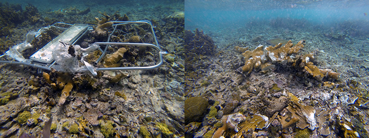 Crushed elkhorn coral with twisted metal (left) and without (right).
