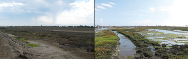 Photo: A before and after of a project that restored waterflow to a wetland.