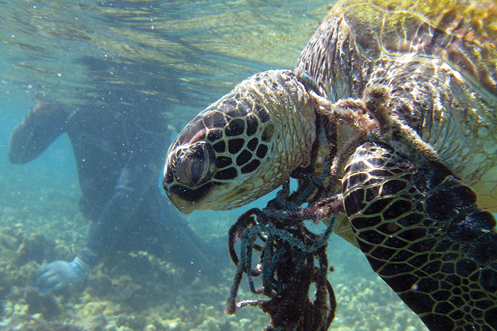 Hawksbill sea turtle tangled in nets in Hawaii.