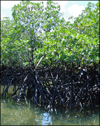 Oil coats the bottom half of a section of mangrove swamp.