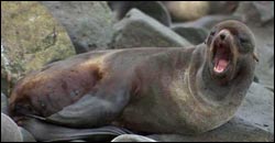 A small northern fur seal yawns sleepily while reclining on a rocky beach on St. Paul Island, Alaska.