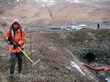 A man on Adak Island is holding an electrified wand and wearing the power pack for sampling fish in a stream via the electrofishing method.
