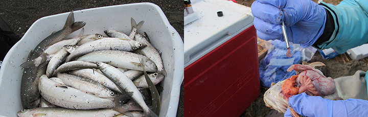 At left, adult fish samples. Right, sampling fish bile from a sculpin.