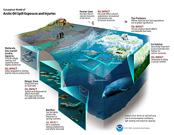 Conceptual model of an Arctic oil spill's impacts on marine food webs.