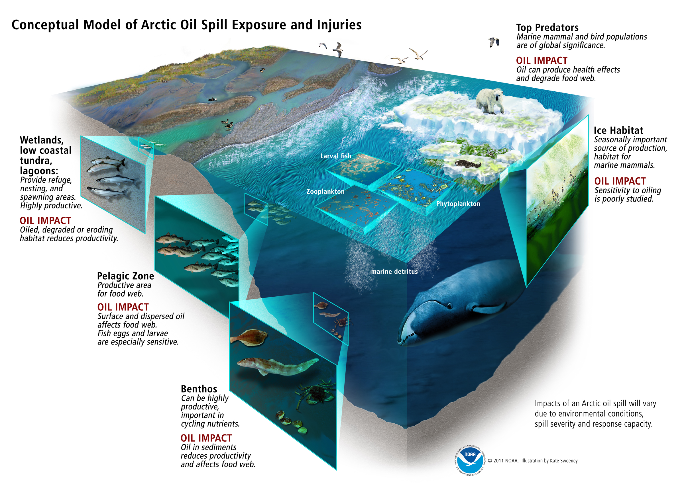 ocean food web