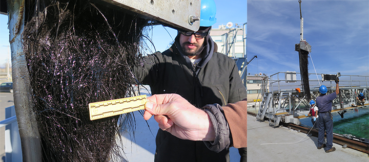 Left: A hand holds a ruler next to oiled baleen hanging from a clamp next to a man. Right: People attaching baleen plates in a clamp to the moving bridge over a saltwater test tank at Ohmsett.