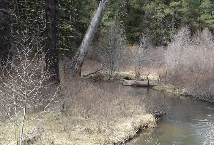 Streams in the Beaver Creek watershed no longer have the same influx of trees and other large pieces of wood.