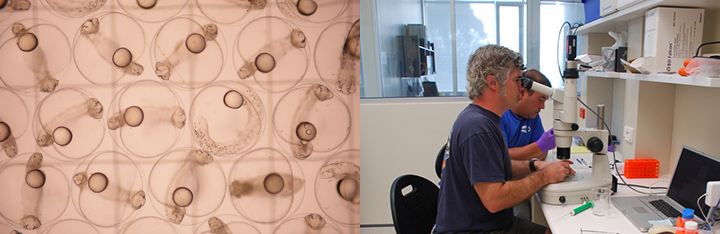 Left, bluefin tuna developing in their eggs. Right, people looking under a microscope in a laboratory.