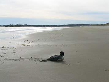 An oiled loon on Horseneck Beach.