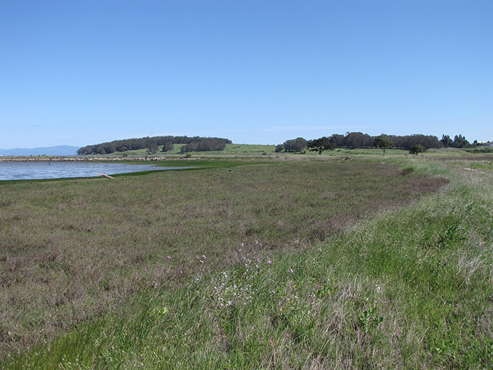 Wetlands next to a bay.