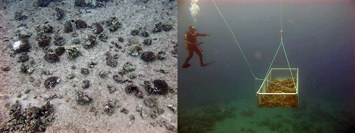 Small loose corals on the seafloor and a diver with a large basket of coral pieces being dragged underwater.