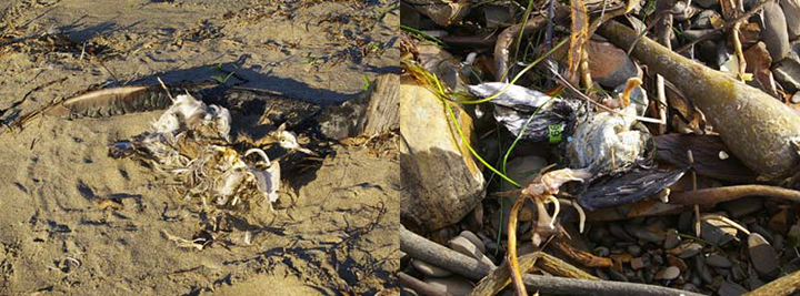 Partial dead bird carcasses on beaches.