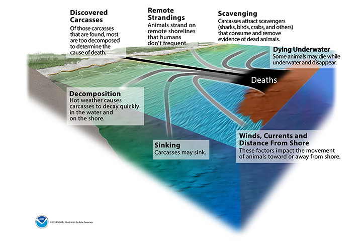 Graphic of oil spill in ocean near coast showing the multiple scenarios for the carcasses of animals killed by an oil spill. They include: Discovered carcasses (Of those carcasses that are found, most are too decomposed to determine the cause of death), remote strandings (Animals strand on remote shorelines that humans don't frequent), scavenging (Carcasses attract scavengers, such as sharks, birds, crabs, and others, that consume and remove evidence of dead animals), dying underwater (Some animals may die while underwater and disappear), decomposition (Hot weather causes carcasses to decay quickly in the water and on the shore), sinking (Carcasses may sink), and winds, currents, and distance from shore (These factors impact the movement of animals toward or away from shore).