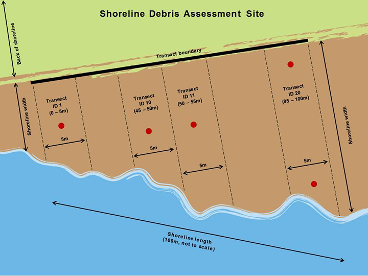 Graphic showing an example 100 meter stretch of beach with four 5 meter transects.