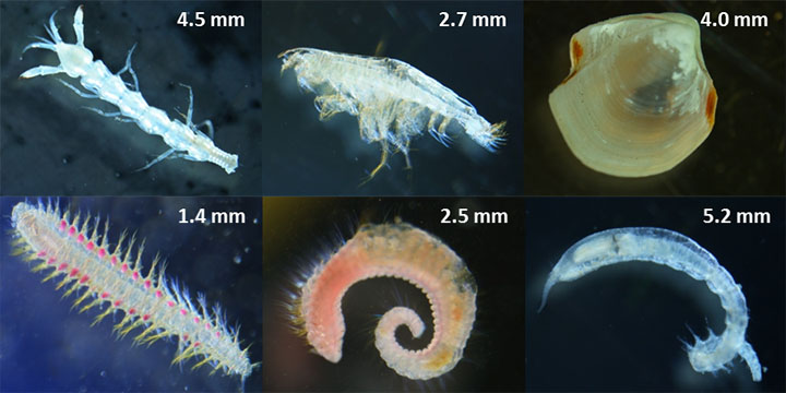 Top row, from left,  two types of crustaceans and a mollusk. Bottom row shows three types of marine worms known as polychaetes.