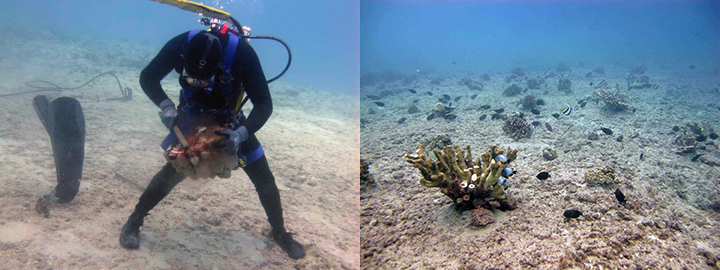 Diver scrubbing a piece of coral and a healthy coral reef with fish.
