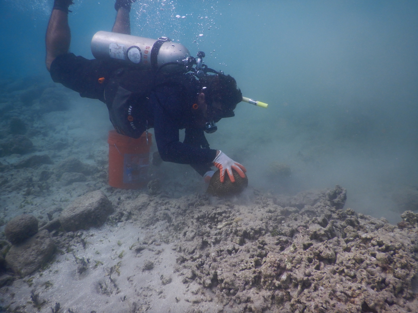 A scuba diver reattaching coral underwater.