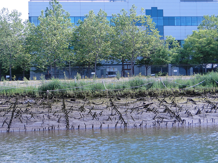 Newly restored marsh and riverbank vegetation with protective ropes and fencing on the Duwamish River.
