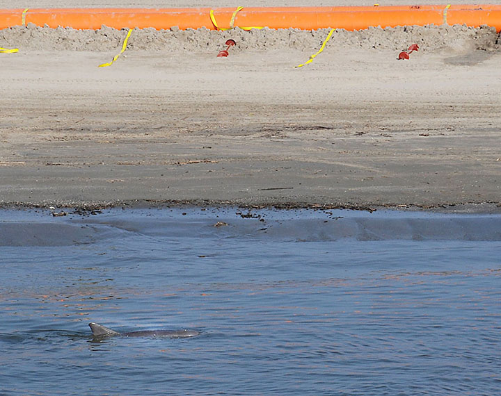 A bottlenose dolphin swims in the shallow waters along a sandy beach with orange oil boom.