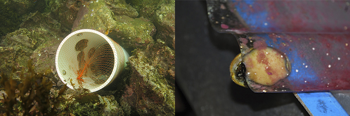 Left, PVC tube filled with green abalone lodged into the rocky seafloor. Right, a small green abalone eats red algae stuck to a plastic rack.
