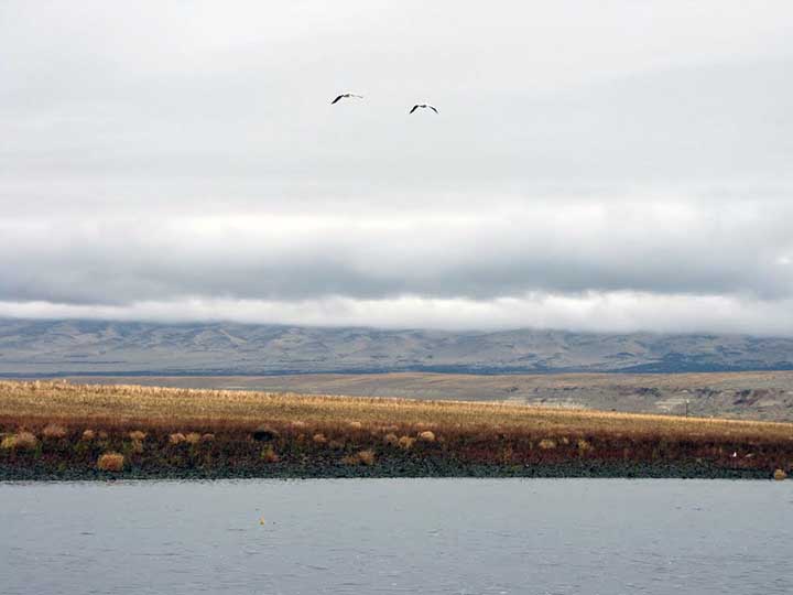Two American White Pelicans fly over the Columbia River and Hanford's shrubby grasslands.