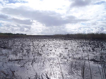The marsh with burned roseau cane (phragmites).