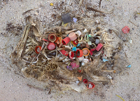 Remains of dead baby albatrosses on a beach with plastic debris.
