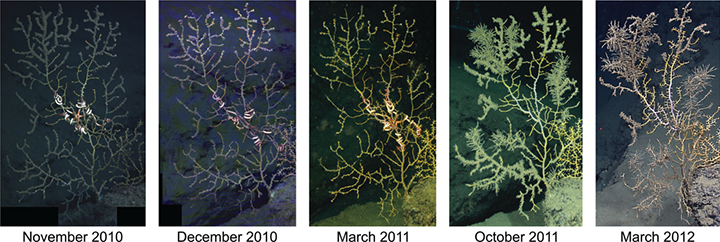 Five photos of deep-sea coral showing the progression of impacts over several years.