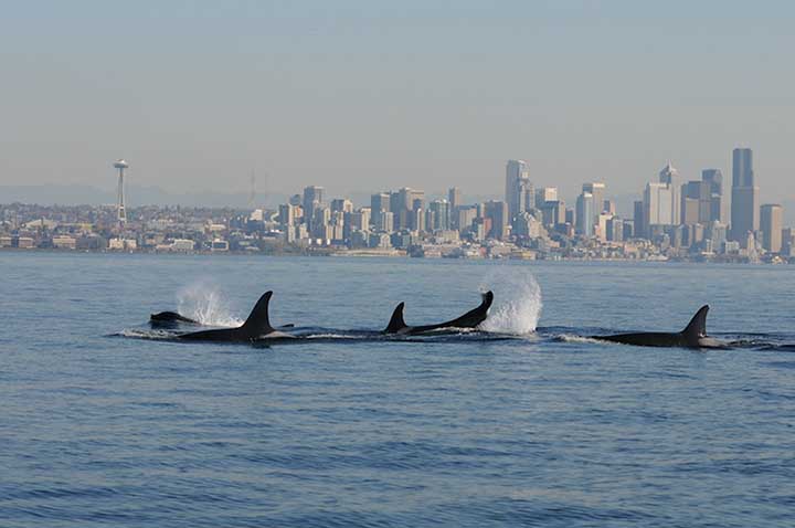 A pod of killer whales swims through Puget Sound in front of the Seattle skyline.