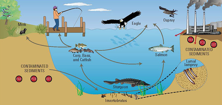 Some of the pathways that contaminants follow as they move up through the food web in Oregon’s Portland Harbor.