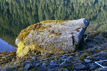 Mearns Rock boulder in rocky intertidal area.