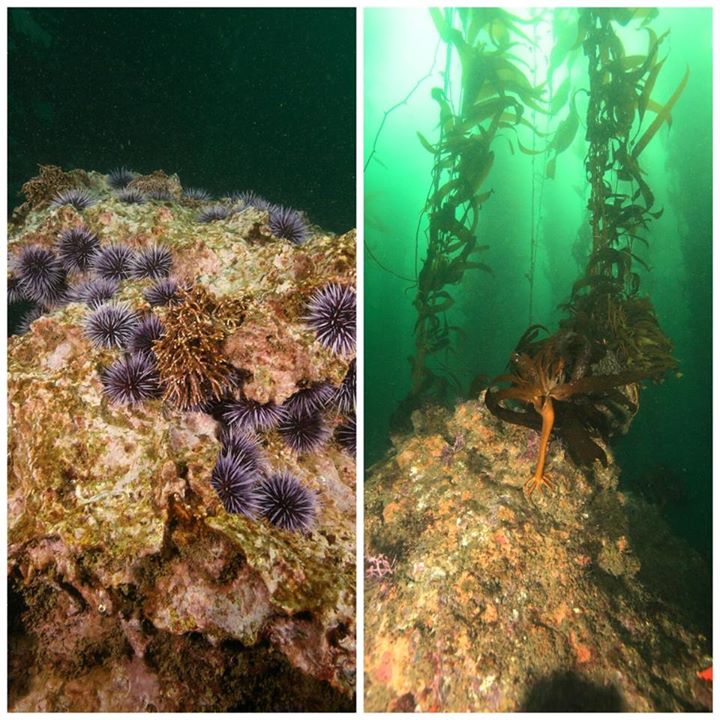 Left, purple sea urchins on a rocky reef. Right, young kelp growing tall.