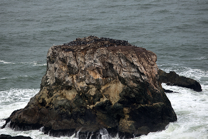 Colony of murres on a rocky outcropping on the California coast.