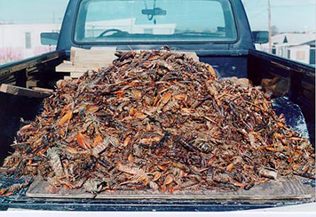A large pile of dead lobsters in the bed of a pickup truck.