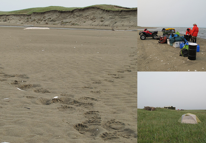 Left: Bear tracks on the beach in front of the field camp at the Espenberg River. Top right: People unloading field gear on the beach at the Espenberg River on Northwest Arctic coast. Bottom right: