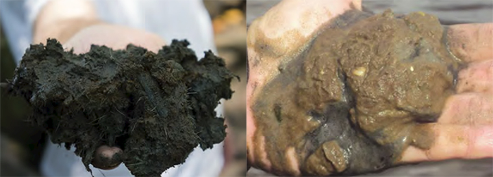 Left: Someone holding dark, carbon-rich soil. Right: Someone holding sand and clay soils.
