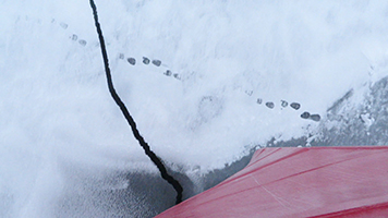 The only trace of a polar bear were these tracks in the snow and ice as the icebreaker plowed past.