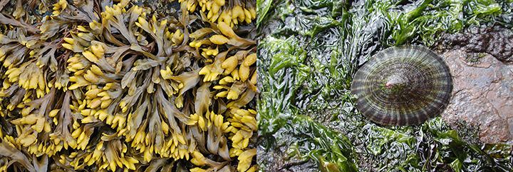 Left, gold-brown seaweed. Right, a sea snail grazes on seaweed on a rock.