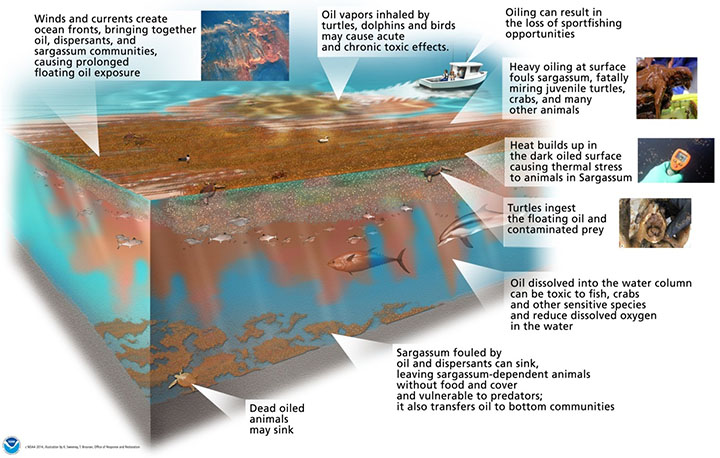  Illustration of the potential impacts of oiled Sargassum and associated biota in the water column.