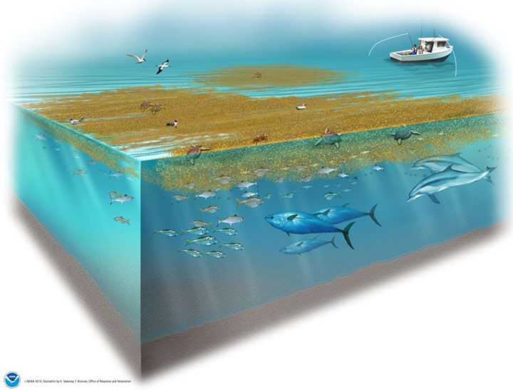 Cutaway graphic of ocean with healthy sargassum seaweed habitat supporting marine life.