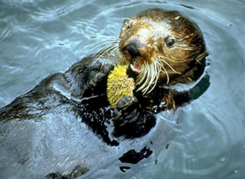 A sea otter eating an urchin. 