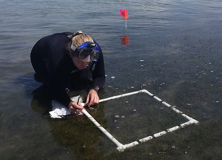 Amy Uhrin stands in shallow water documenting data about seagrass inside a square frame of PVC pipe.