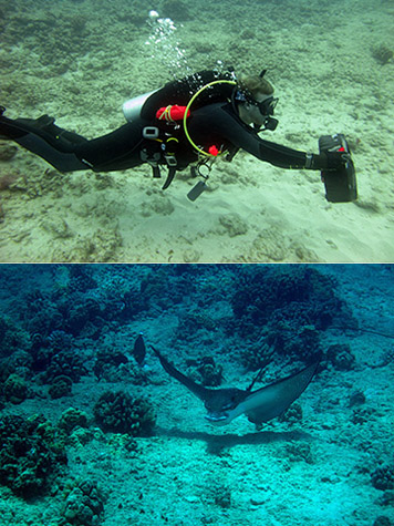 Above, students learned how to extend the range of their surveys by using these underwater scooters. Below, a spotted eagle ray making an appearance.