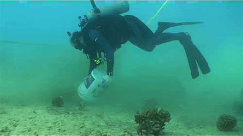 SCUBA diver turning over a bucket of cement on the seafloor during coral restoration after the VogeTrader ship grounding.