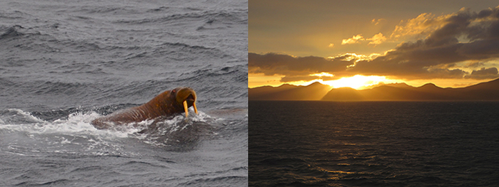 Left, a walrus swimming near the icebreaker. Right, the sun sets over the Aleutian Islands.