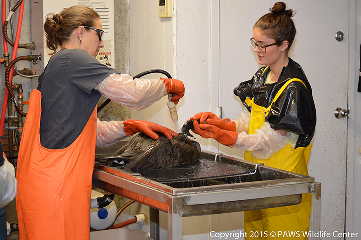 Two women in overalls and gloves spray water to rinse oil and soap from a Canada goose.
