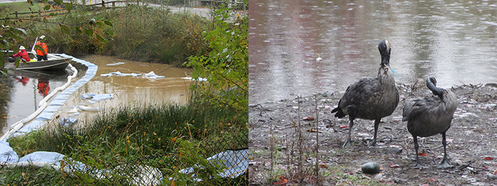 Left: Cleanup workers in a boat remove vegetable oil from a pond with booms and absorbant pads. Right: Two Canada geese try to preen oil from their feathers next to a pond.