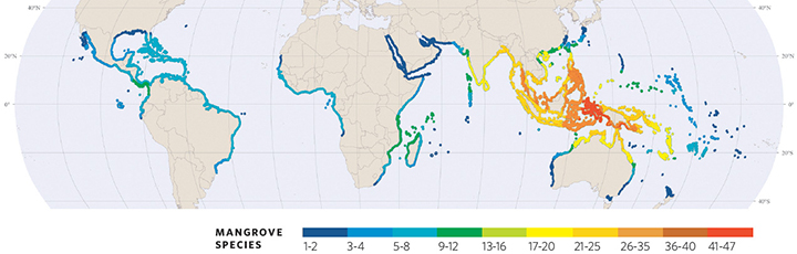 Map showing mangrove regions of the world.