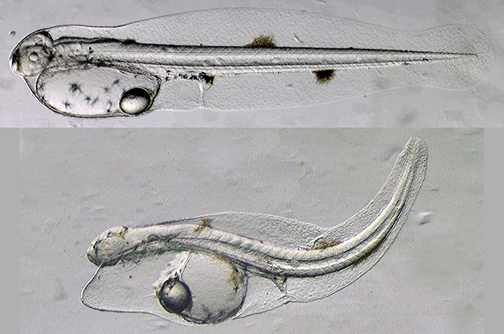 Top: A normal young yellowfin tuna. Bottom: A deformed yellowfin tuna exposed to oil during development.