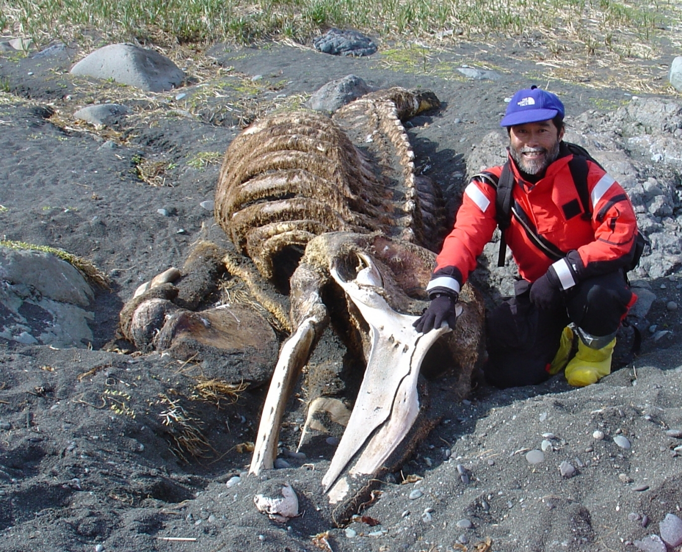 A man next to whale remains on a shoreline.